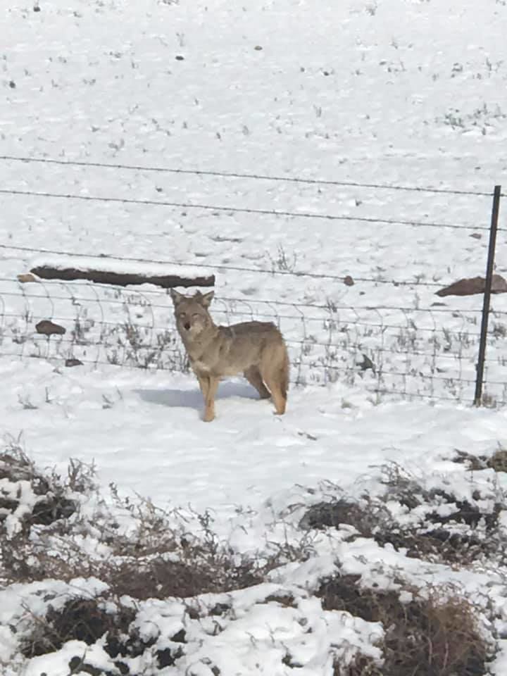Snow near Rocking K Ranch